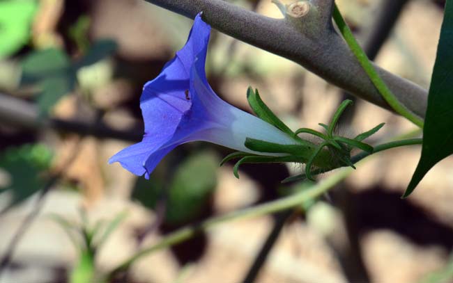 Ipomoea hederacea, Ivyleaf Morning-glory, Southwest Desert Flora